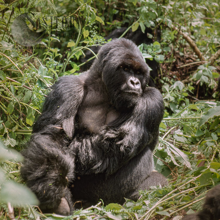 Ape: Mountain Gorilla (Gorilla g. beringei) - 'Imbaraga' Silverback male, Virunga Volcanoes, Rwanda, Africa