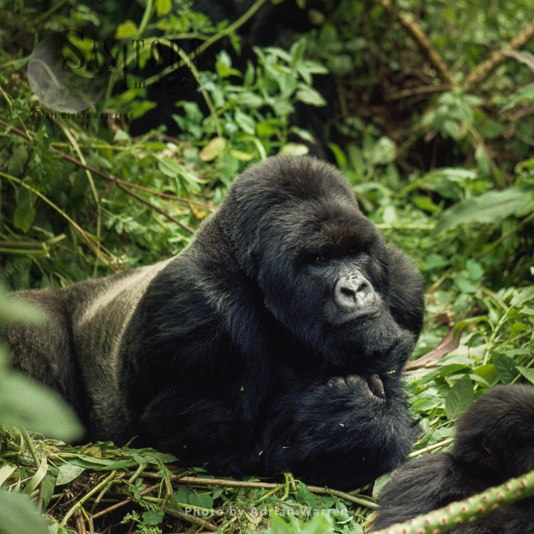 Ape: Mountain Gorilla (Gorilla g. beringei) - Silverback male, Virunga Volcanoes, Rwanda, Africa