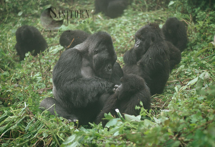 Mountain Gorillas, group with IMBARAGA' silverback, grooming juvenile , Virunga Volcanoes, Rwanda