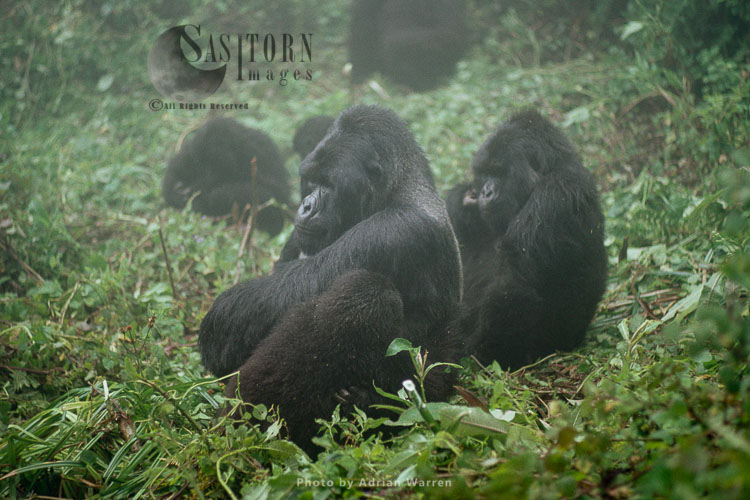 Mountain Gorillas,  part of Susa group with IMBARAGA Silverback male, Virunga Volcanoes, Rwanda