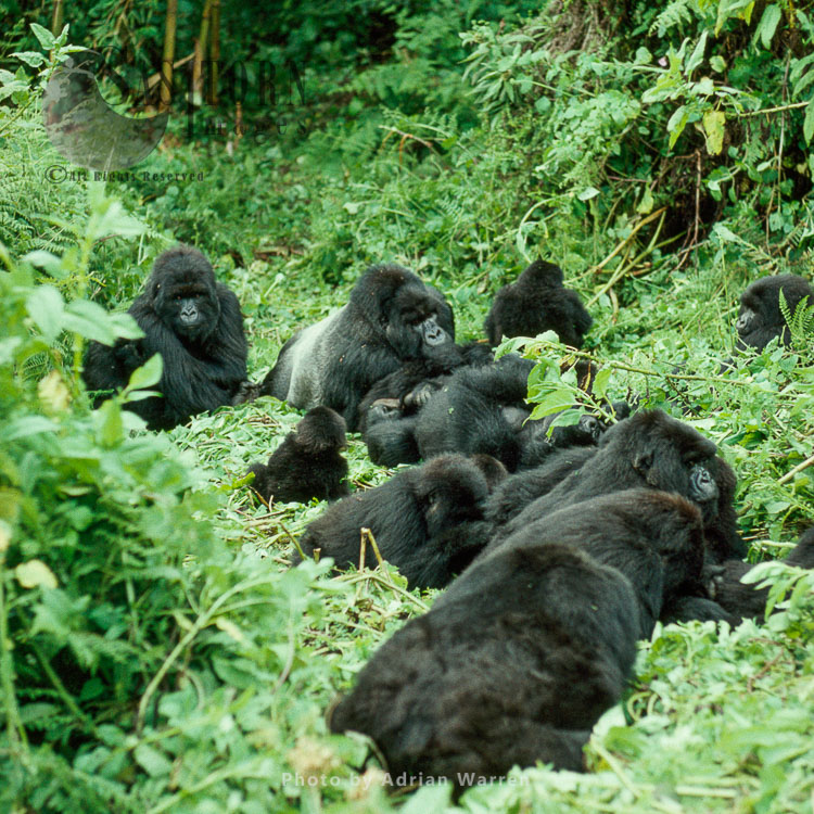 Mountain Gorillas,  part of Susa group with IMBARAGA Silverback male, Virunga Volcanoes, Rwanda