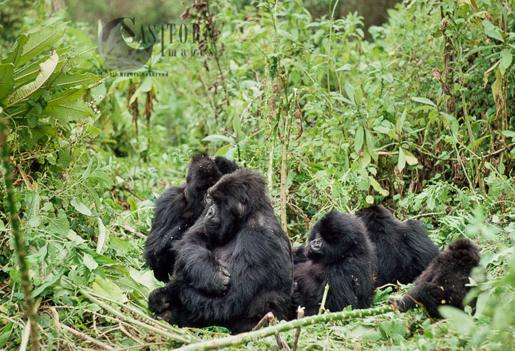 Mountain Gorilla (Gorilla g. beringei), part of Susa group with Silverback, Virunga Volcanoes, Rwanda