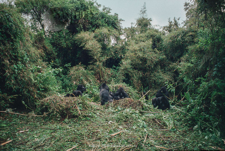 Mountain Gorilla (Gorilla g. beringei), group, Virunga Volcanoes, Rwanda