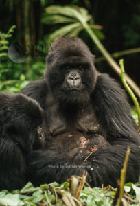Mountain Gorilla (Gorilla g. beringei), 'Amareba' mother with newborn baby, Virunga Volcanoes, Rwanda