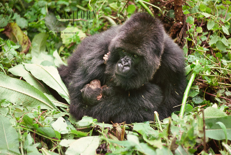 Mountain Gorilla (Gorilla g. beringei), 'Amareba' mother with newborn baby, Virunga Volcanoes, Rwanda