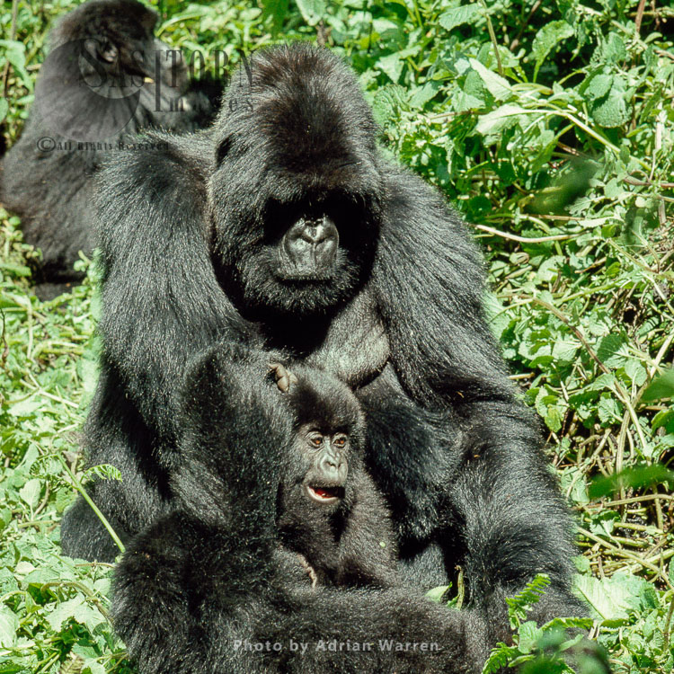 Mountain Gorillas  (Gorilla g. beringei), 'Muraha' and infant, Virunga Volcanoes, Rwanda