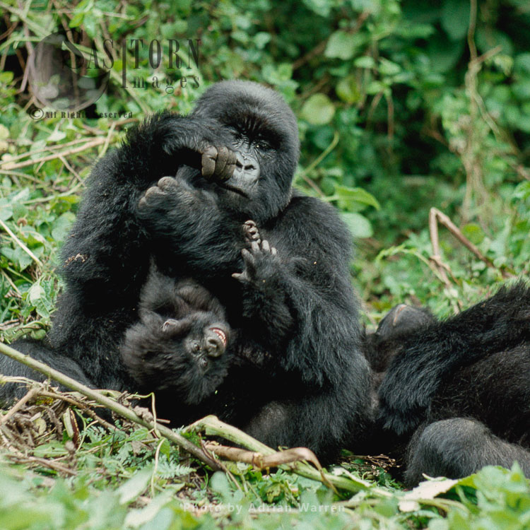 Mountain Gorillas  (Gorilla g. beringei), 'Muraha' and infant, Virunga Volcanoes, Rwanda