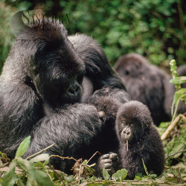 Mountain Gorilla (Gorilla g. beringei), Silverback male watching baby feeding, Virunga Volcanoes, Rwanda