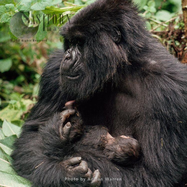 Mountain Gorillas  (Gorilla g. beringei), 'Amareba' with newborn baby, Virunga Volcanoes, Rwanda