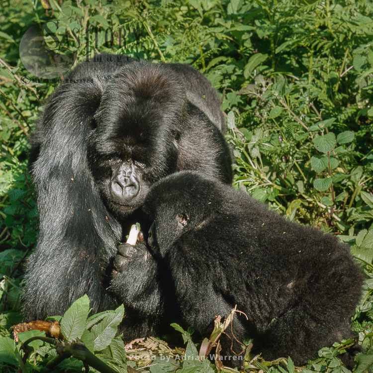 Mountain Gorilla (Gorilla g. beringei), Siverback male with juvenile feeding, Virunga Volcanoes, Rwanda