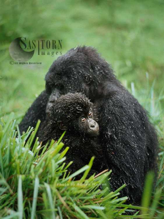 Mountain Gorilla (Gorilla g. beringei), female holding baby after rain, Virunga Volcanoes, Rwanda