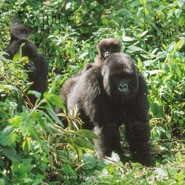 Mountain Gorilla (Gorilla g. beringei), group travelling with babies on back, Virunga Volcanoes, Rwanda