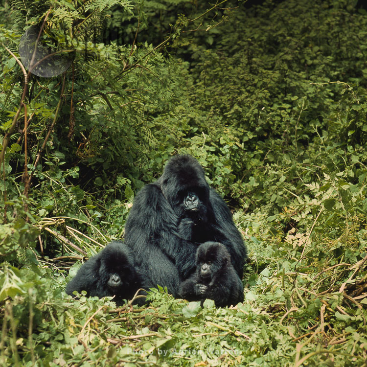 Mountain Gorilla (Gorilla g. beringei), female and two infants resting, Virunga Volcanoes, Rwanda