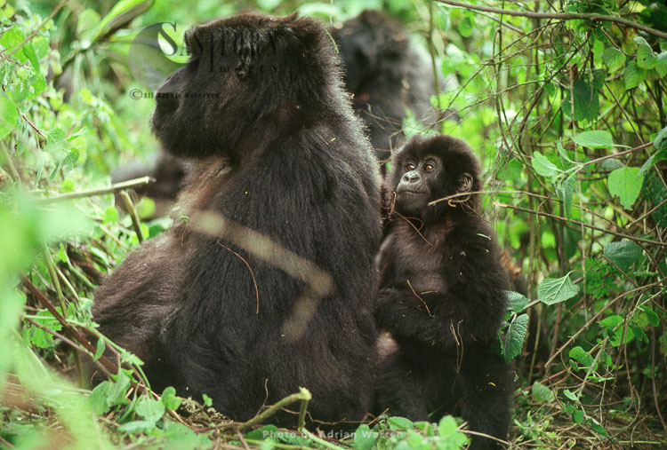 Mountain Gorilla (Gorilla g. beringei), female and juvenile, Virunga Volcanoes, Rwanda
