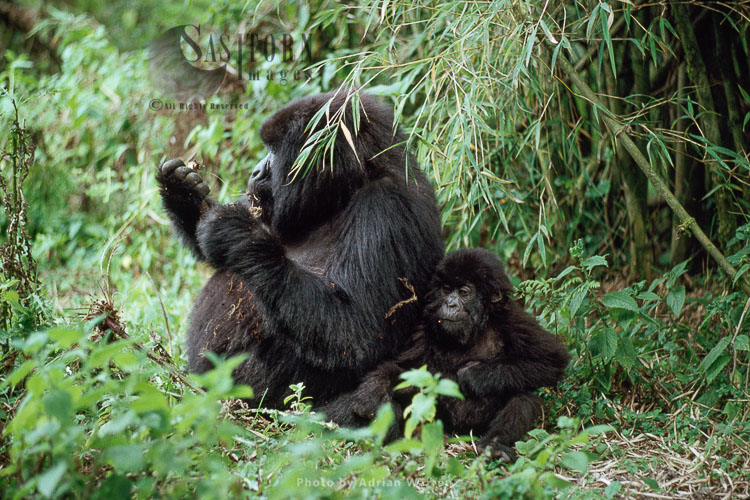 Mountain Gorilla (Gorilla g. beringei), female and infant feeding, Virunga Volcanoes, Rwanda