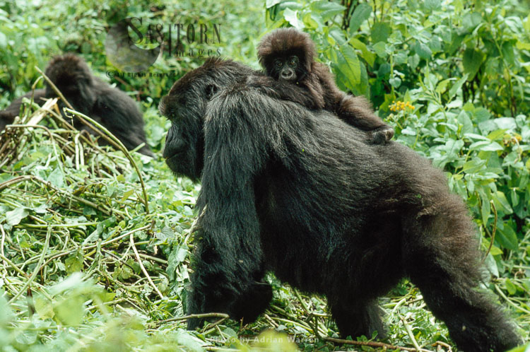 Mountain Gorilla (Gorilla g. beringei), femail walking carrying baby on back, Virunga Volcanoes, Rwanda
