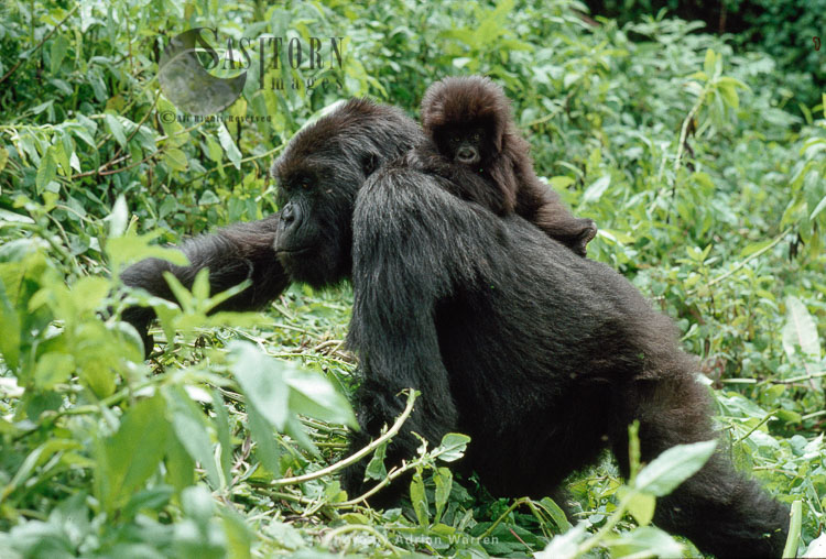 Mountain Gorilla (Gorilla g. beringei), female feeding with baby on her back, Virunga Volcanoes, Rwanda