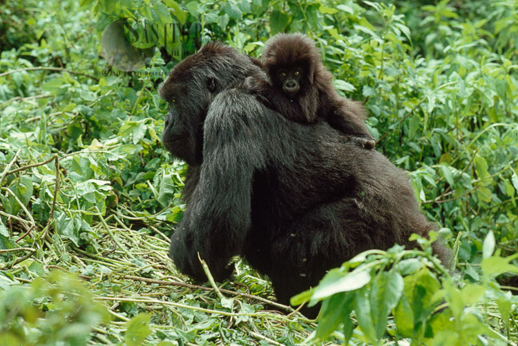 Mountain Gorilla (Gorilla g. beringei), femail with baby on back Virunga Volcanoes, Rwanda