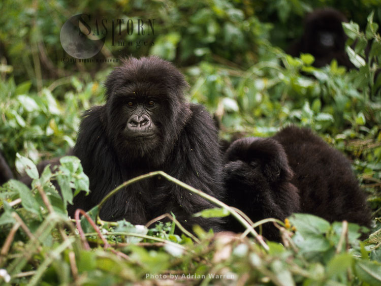 Mountain Gorilla (Gorilla g. beringei), young gorila and an infant, Virunga Volcanoes, Rwanda