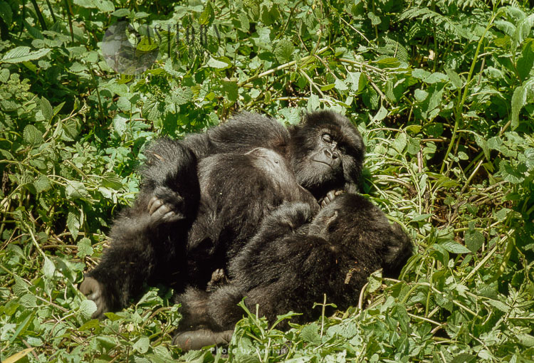 Mountain Gorilla (Gorilla g. beringei), femail and infant resting, Virunga Volcanoes, Rwanda