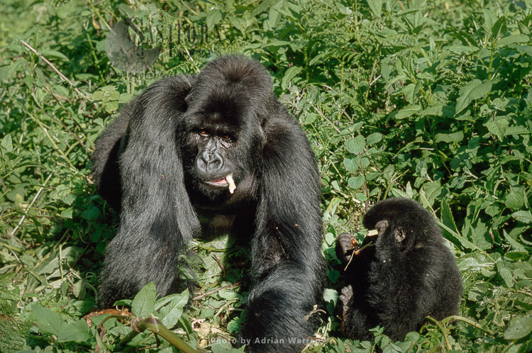 Mountain Gorilla (Gorilla g. beringei), Siverback male with juvenile feeding, Virunga Volcanoes, Rwanda
