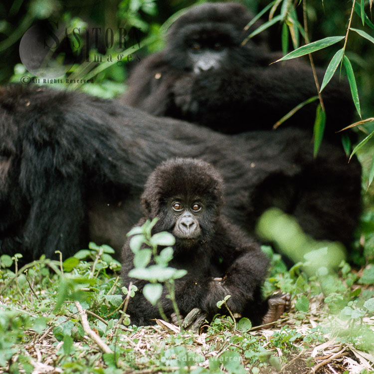 Mountain Gorilla (Gorilla g. beringei), infant Gorilla, Virunga Volcanoes, Rwanda