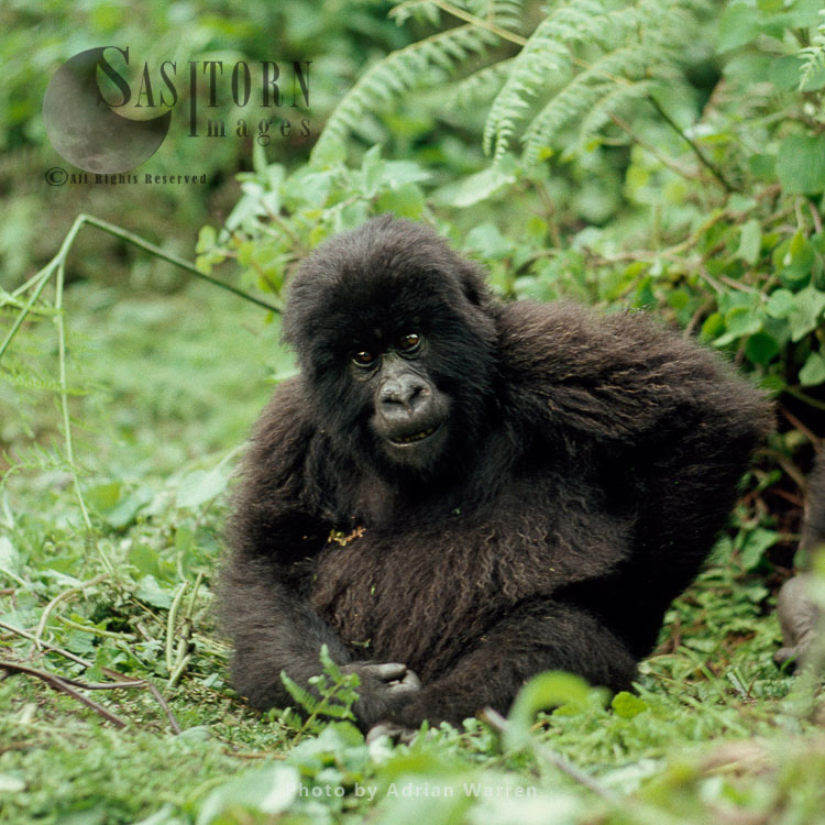 Mountain Gorilla (Gorilla g. beringei), infant Gorilla, Virunga Volcanoes, Rwanda