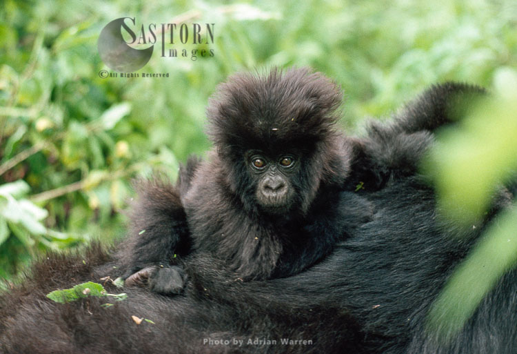 Mountain Gorillas (Gorilla g. beringei), Infant gorilla, on mother back, Virunga Volcanoes, Rwanda