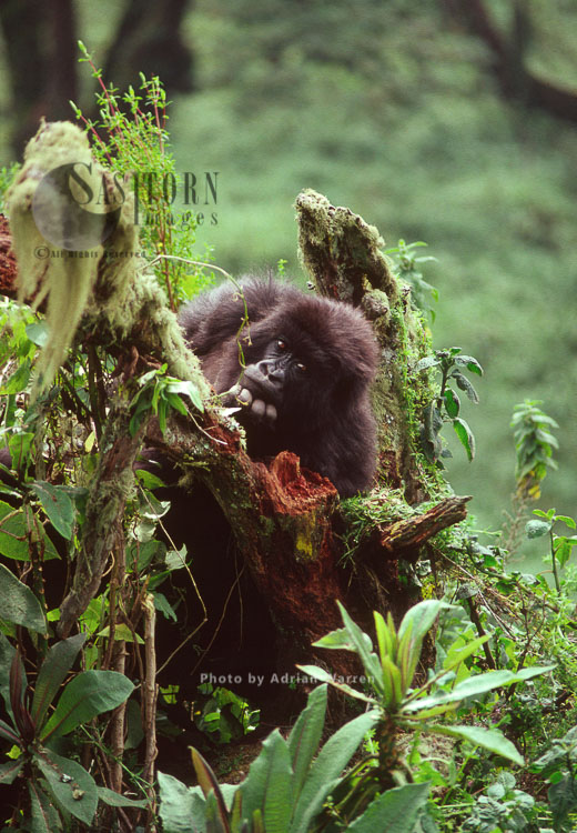 Mountain Gorillas (Gorilla g. beringei), juvenile gorilla posing, Virunga Volcanoes, Rwanda