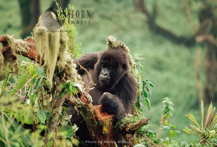 Mountain Gorilla (Gorilla g. beringei), juvenile Gorilla, Virunga Volcanoes, Rwanda