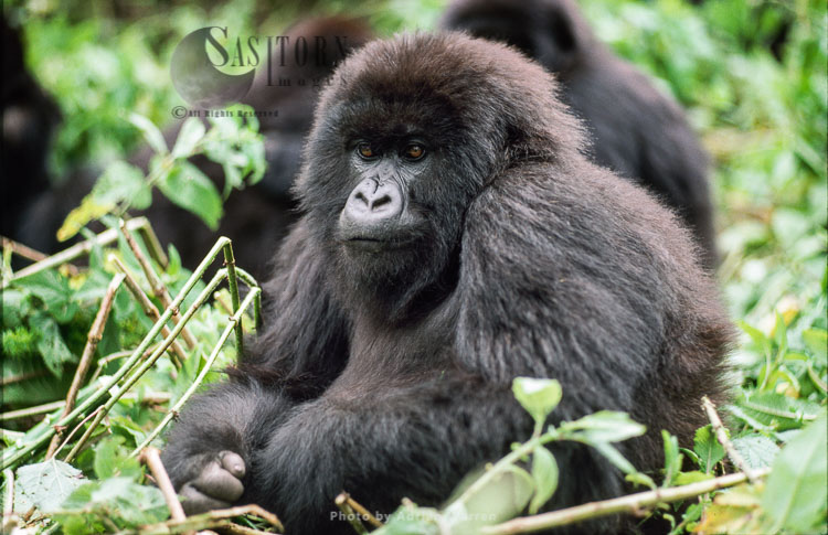 Mountain Gorilla (Gorilla g. beringei), young Gorilla resting, Virunga Volcanoes, Rwanda