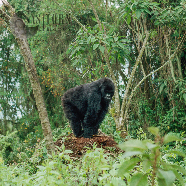 Mountain Gorilla (Gorilla g. beringei), juvenile Gorilla, Virunga Volcanoes, Rwanda