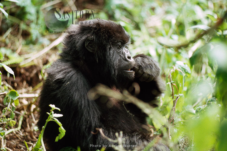 Mountain Gorilla (Gorilla g. beringei), young gorilla feeding, Virunga Volcanoes, Rwanda