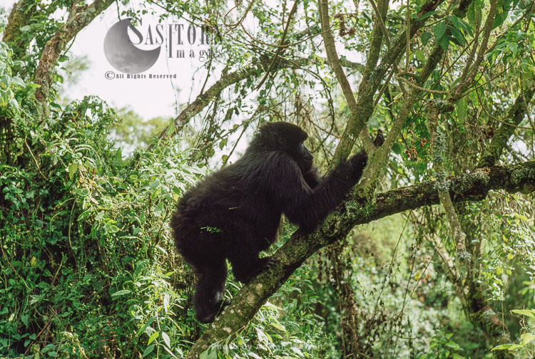 Mountain Gorilla (Gorilla g. beringei), infant Gorilla on tree, Virunga Volcanoes, Rwanda