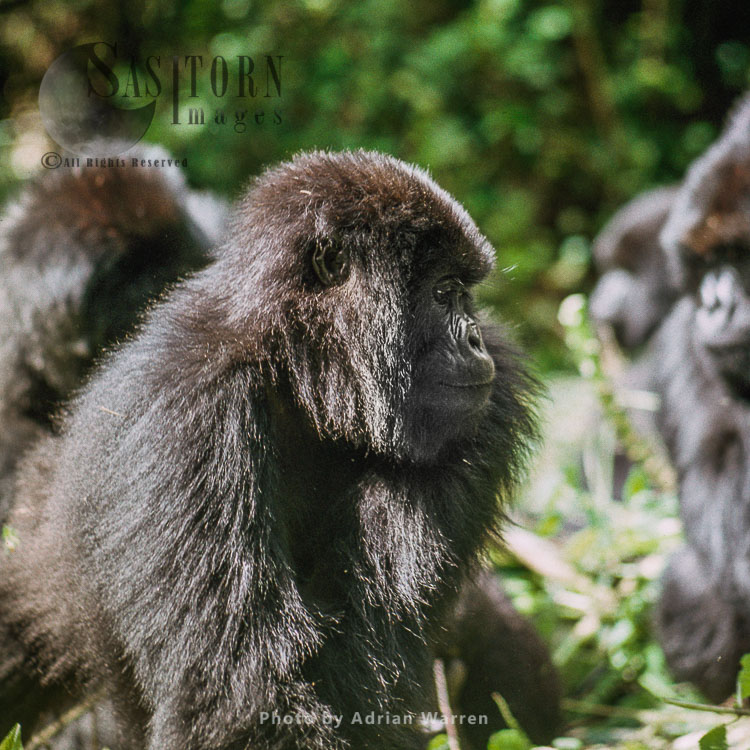 Mountain Gorilla (Gorilla g. beringei), young Gorilla, Virunga Volcanoes, Rwanda