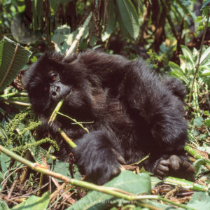 Mountain Gorilla (Gorilla g. beringei), infant Gorilla feeding, Virunga Volcanoes, Rwanda