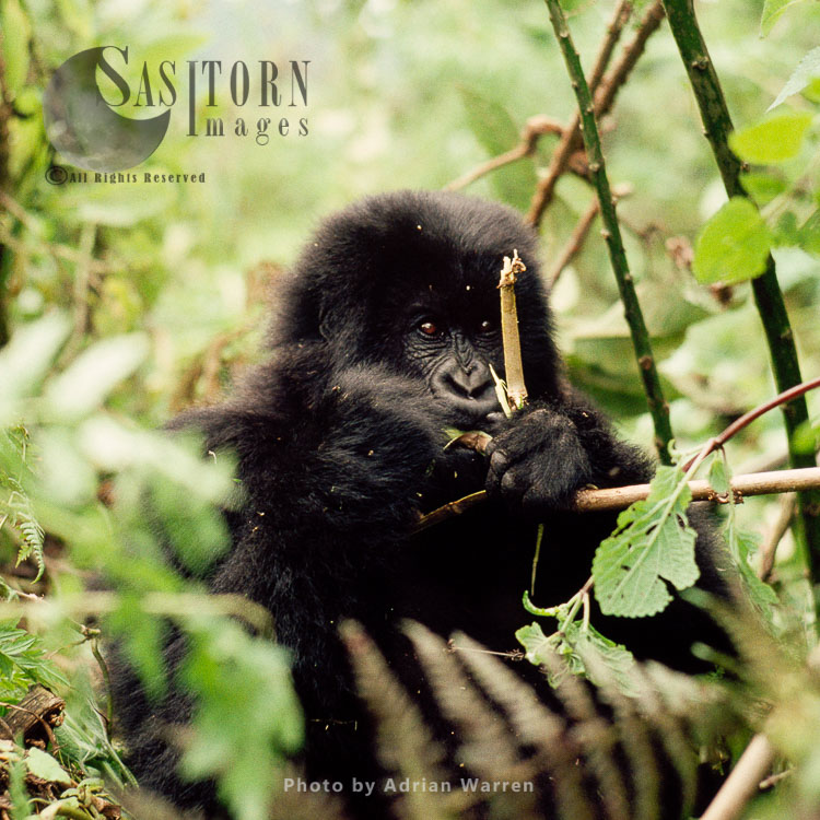 Mountain Gorilla (Gorilla g. beringei), young Gorilla feeding, Virunga Volcanoes, Rwanda