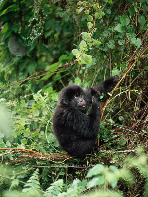 Mountain Gorilla (Gorilla g. beringei), young Gorilla feeding, Virunga Volcanoes, Rwanda