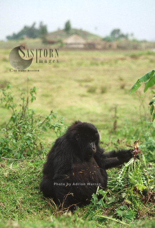Mountain Gorilla (Gorilla g. beringei), juvenile Gorilla feeding on thristle near village, Virunga Volcanoes, Rwanda