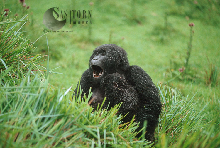 Mountain Gorilla (Gorilla g. beringei), female yawning with baby in arm after rain Virunga Volcanoes, Rwanda