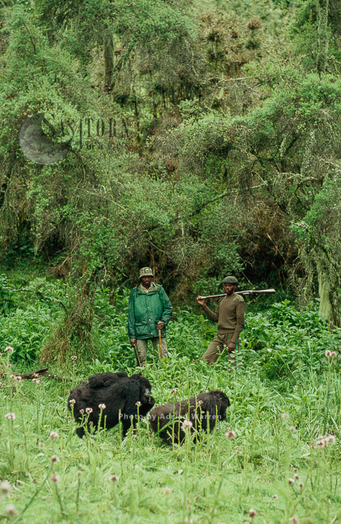 Mountain Gorilla (Gorilla g. beringei), group with Anti-Poaching Rangers, Virunga Volcanoes, Rwanda