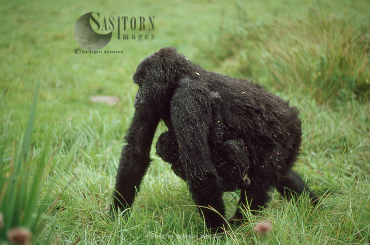 Mountain Gorilla (Gorilla g. beringei), female carrying baby under her belly in the rain, Virunga Volcanoes, Rwanda