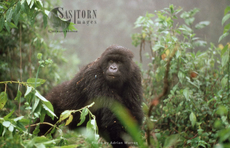 Mountain Gorilla (Gorilla g. beringei), after rain, Virunga Volcanoes, Rwanda