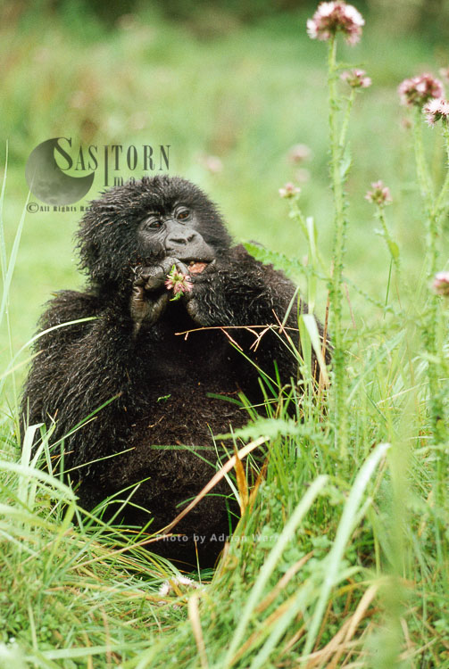 Mountain Gorilla (Gorilla g. beringei), feeding on Thristle, after rain, Virunga Volcanoes, Rwanda