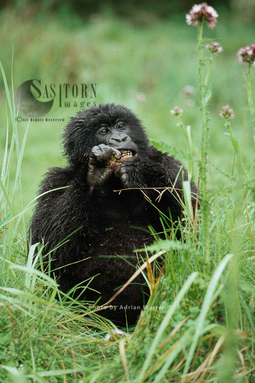 Mountain Gorilla (Gorilla g. beringei), feeding on Thristle, after rain, Virunga Volcanoes, Rwanda