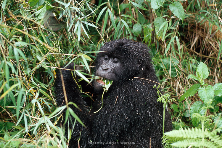 Mountain Gorilla (Gorilla g. beringei), feeding after rain, Virunga Volcanoes, Rwanda