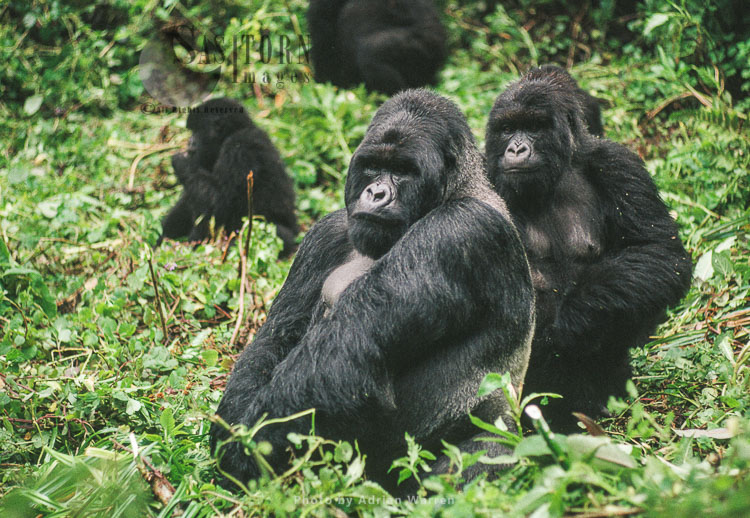 Mountain Gorilla (Gorilla g. beringei), group with male Silverback, Virunga Volcanoes, Rwanda