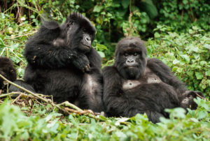 Mountain Gorilla (Gorilla g. beringei): two females resting, Virunga Volcanoes, Rwanda