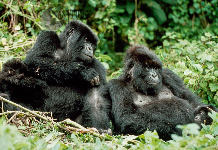 Mountain Gorilla (Gorilla g. beringei): two females resting, Virunga Volcanoes, Rwanda