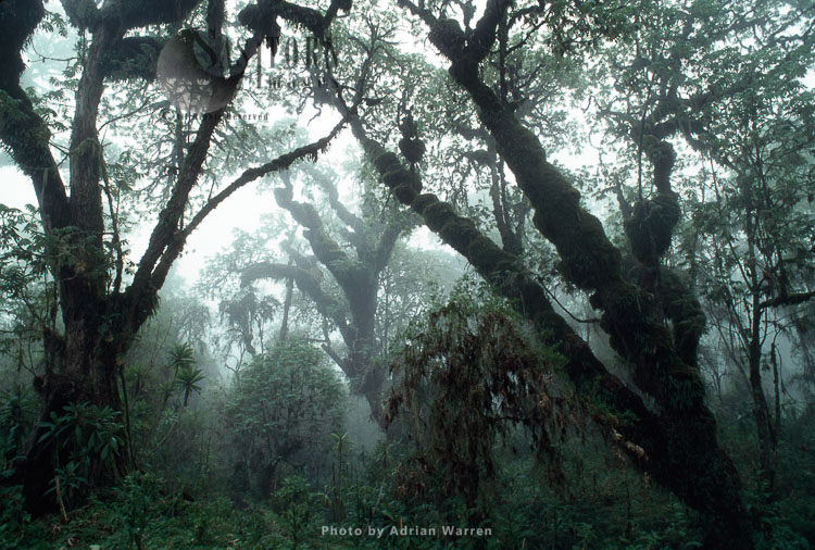 Hagenia (Hagenia abyssinica) Forest, Mountain Gorilla Habitat Virunga Volcanoes, Rwanda